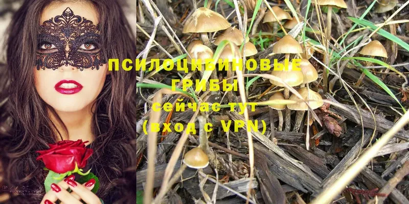 кракен   Малоархангельск  Галлюциногенные грибы Magic Shrooms 